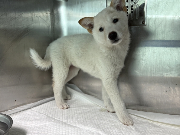 광주동물보호센터_429359202500422